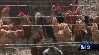 Agriculture secretary talks about what Pennsylvania is doing to stop spread of bird flu