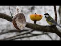 sýkora koňadra great tit kohlmeise koolmees bogatka zwyczajna carbonero común