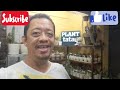 plant tatay vlog 190 potting sesh of the new plants cns u0026 ornamentals