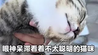 全网第一智障猫繁育基地又来新成员了，智商第一的狸花猫到了她手里也变得不太聪明的样子小猫治愈世界 这猫看得我心情忐忑 谁能拒绝傻憨憨的小猫咪