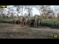 angry elephants trying to chasing video numaligarh elephant herd