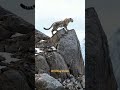 🐆🏔️ हिम तेंदुआ तेंदुआ झुकता आइबेक्स खतरे से अनजान