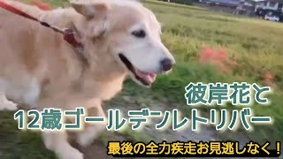 【永遠の12歳🤍笑顔の犬ベル🐶6】この季節になると思い出す🍁ベルの全力疾走を！💨💨💨