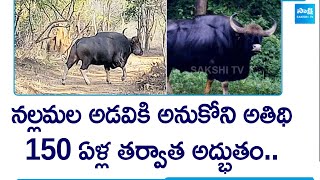 నల్లమల అడవికి అనుకోని అతిథి | Wild Buffalo Found In Nallamala Forest after 150 Years | @SakshiTV