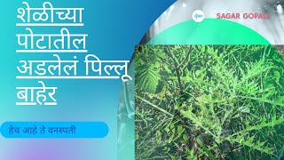 शेळीपालनातील महत्वाची वनस्पती 💐कसंही  अडकलेलं ,मेलेलं पिल्लू बाहेर काढतो  /Goat farming BY SAGAR