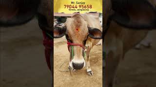 அட கடவுளே ! sanjaydairyfarm #famingbusiness #cow #cowmarketsalem #tamil