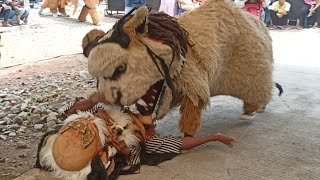 Tampil heboh Buto vs Can macanan Pandawa live rimbu kr.awen