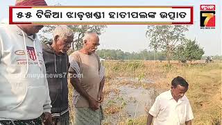 Elephant Terror in Nilagiri | ନୀଳଗିରି ଅଞ୍ଚଳରେ ଝାଡ଼ଖଣ୍ଡି ହାତୀପଲଙ୍କ ଉପଦ୍ରବ, ନଷ୍ଟ କଲେଣି ଏକର ଏକର ଫସଲ