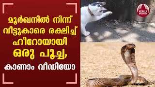 Pet Cat saves life of family members from King Cobra | KeralaKaumudi