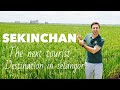 SEKINCHAN - A Fast Developing Tourist Attraction In Selangor Malaysia | Paddy Fields, Beach, seafood