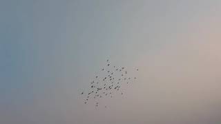 #Flying Pigeons #কবুতরের পাল