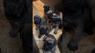 Gigantic Boerboel Puppies. #boerboel #puppy #canecorso #bigdog #boerboelpuppies #dogtraining #pets