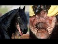 25 Deadliest Animal Mouths That Will Give You Chills!