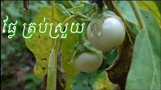 ត្រប់ពងលលក ត្រប់ស្រួយ /  Crispy Egg plant