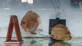 Tiger Turquoise Discus Fish 七彩神仙鱼