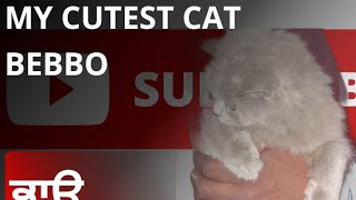 Top 5 Cutest Cat Videos Ever, #viral ,#cat। #short #comedy