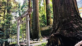 【巨樹の風景】宇佐八幡宮大スギ群　　岩国市錦町宇佐