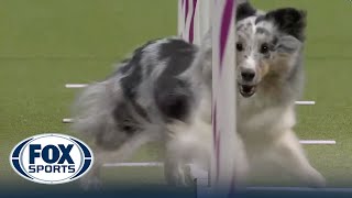 Best of 2023 Masters Agility Championships from Westminster Kennel Club | FOX Sports