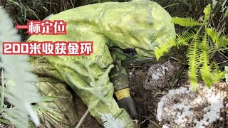 一下诱来4个虎头蜂，小伙派出无人机追踪，200米就收获一窝土金环