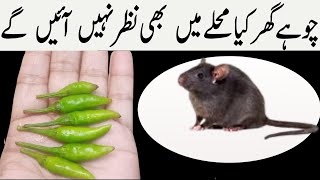 Rat killer | rat killer home remedies | chohay marne ka totka | rat killer poison | rat kill