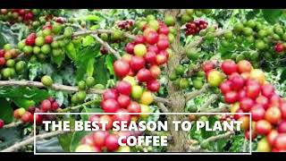 THE BEST SEASON TO PLANT COFFEE