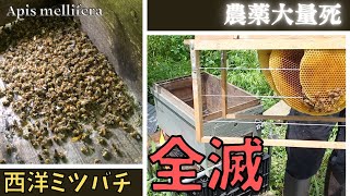 農薬大量死した【西洋ミツバチ】手当ての甲斐なく😢😢4日後に巣箱から消えた⭐️思い出とともに振り返る🐝✨✨