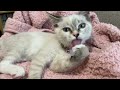 【映画予告風動画】みく猫プロジェクト