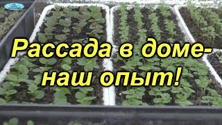 Выращиваете рассаду в доме? Давайте сравним- будет полезно!