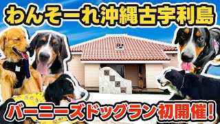 沖縄初ドッグリゾートがプレオープン！ワンちゃんだらけのドッグランを開催しました！【わんそーれおきなわ 古宇利島】