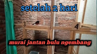 Murai jantan bulu ngembang setelah dua hari murai betina angkut sarang