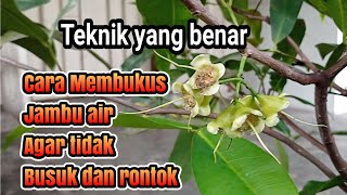 Ini Yang Benar || Cara Membukus Jambu Air Agar Tidak Busuk dan Rontok