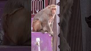 monkey water | water monkey #ytshorts #shorts #viral #trending #monkey #2023 #funny #comedy #india