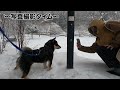 生まれて初めて雪の中を散歩した豆柴