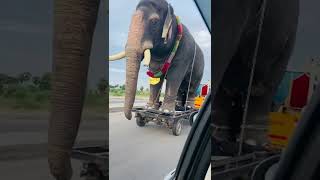 Oru second la emandhuten🙄 unmaiyana elephant nu! #viralshorts