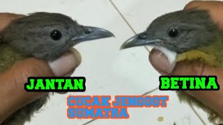 cara membedakan burung cucak jenggot jantan dan betina @aka93channel