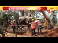 forest dept uproot trees transplant them in other places in kandhamal