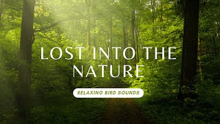 Forest Birdsong Nature Sounds-Relaxing Bird Sounds for Sleeping-Calming Birds Chirping Ambience