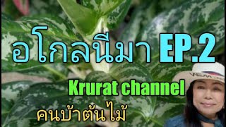 อโกลนีมา ไม้มงคล  EP.2