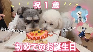 【はじめてのお誕生日】ミニチュアシュナウザー\u0026ポメプー　1歳記念