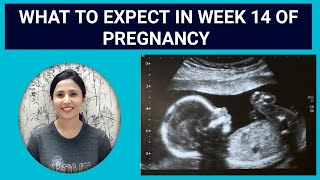14th week pregnancy symptoms in hindi| 14th week pregnancy baby size| #pregnancyweekbyweek