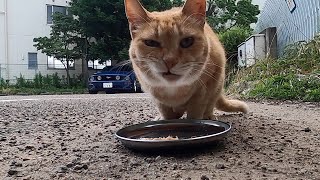 茶猫に給餌すると美味しそうに全部食べた。When I fed the brown cat, it looked delicious and ate it all.  Vol.335