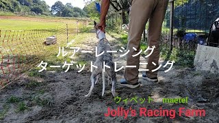 ターゲットトレーニング[ルアーレーシング]-ウィペット-maetel★Jolly’s Racing Farm