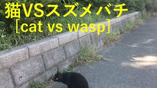 猫VSスズメバチ[cat vs wasp]