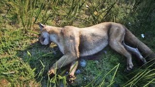 荒野大镖客2：爬树猛男被美洲狮困住，冒死解救后夸完就想走 Red Dead Redemption 2