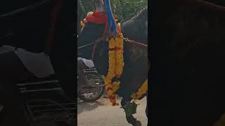 jallikattu madu #like #subscribe #vasanth interesting