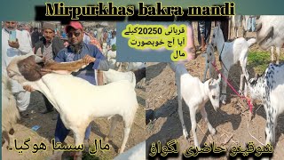 cheap price#mirpurkhas bakra mandi#mandiupdates .. bakra farming..#mandi  qurbani 2025 chep