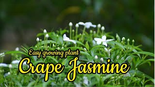 how to propagate Crape jasmine || Tabernaemontana  pinwheel flowers || Garden Flowers ||