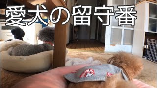 愛犬の留守番の様子は…【トイプードル】【多頭飼い】【#トイプードルどりらぶかむ】