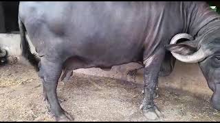 biggest japhrabadi Buffalo🐃