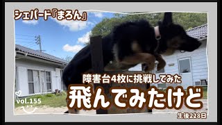 【犬と遊ぶ】シェパード『まろん』といっしょ！障害台4枚に挑戦！結果は？・・・＾＾；